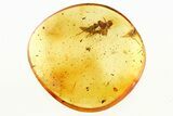 Fossil Spider, Leafhopper, Centipede, and True Midge in Baltic Amber #284627-2